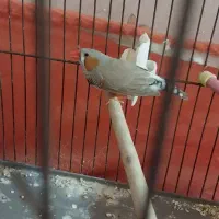 فنچ کینگ|پرنده|تهران, یافت‌آباد|دیوار