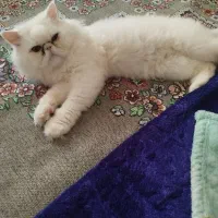 حیوانات|گربه|دلند, |دیوار