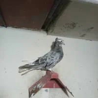 ماده دمسفید