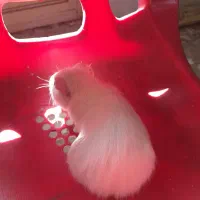 خوکچه هندی|موش و خرگوش|تبریز, |دیوار