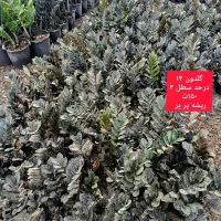 گل زیر قیمت