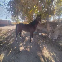 اسب نریان عرب