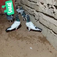 کفتر فروشی