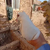 کفتر|پرنده|اشکذر, |دیوار