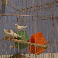 دو جفت فنچ سفید