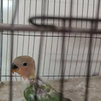 جوجه کوتوله اوپال
