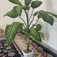 فروش گل دیفن