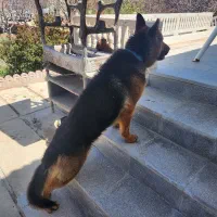 بهترین نژاد ژرمن