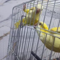 طوطی راهب زرد ۵ ماهه نروماده تست دار