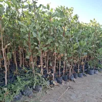 نهال پسته7 ماهه