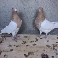 کبوتر رنگی|پرنده|اشتهارد, |دیوار