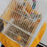 عروس هلندی|پرنده|پرند, فاز ۶|دیوار