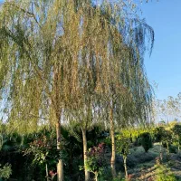 گل گیاه|عمده‌فروشی|رودسر, |دیوار