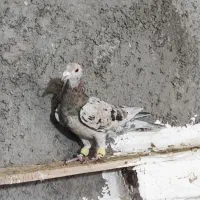 هفت رنگ ماده|پرنده|تاکستان, |دیوار