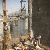 کفتر رنگی شهری بهبهانی