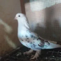 کبوتر دوکت چین بوشهری