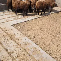 فروش بره زیر ۴۰ کیلو