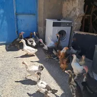 فروش چندتا.بوقلمون. غاز. اردک. برهما|حیوانات مزرعه|مشهد, خلق آباد سفلی|دیوار