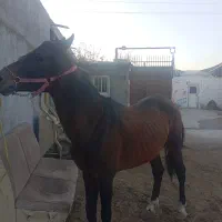فروش اسب|اسب و تجهیزات اسب‌سواری|بناب, |دیوار