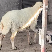 گوسفند نر
