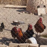 خروس محلی و اردک|حیوانات مزرعه|قزوین, |دیوار