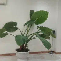 گل بابا ادم خیلی بزرگ