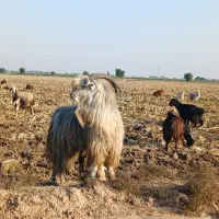 نر بز سرحال