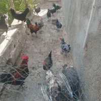 مرغ و خروس محلی