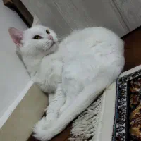 گربه پرشین|گربه|تبریز, |دیوار