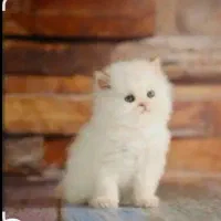 پرشین عروسکی