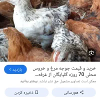 جوجه شاخدار