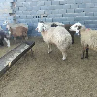 قوچ|حیوانات مزرعه|بجنورد, |دیوار