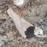 جفت‌طوقی‌کاکلی‌نروماده|پرنده|کاشمر, |دیوار