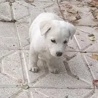 توله سگ پاکوتاه میکس