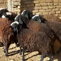 بره ماده اصیل شال