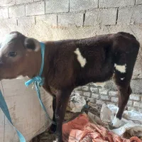 یک عدد گوساله خارجی بچش 1ماه
