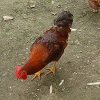 خروس|حیوانات مزرعه|لاهیجان, بوجایه|دیوار