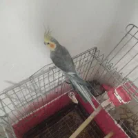 عروس هلندی نر دستی سخنگو با قفس و قفس جدا|پرنده|فولادشهر, مسکن مهر فولادشهر|دیوار