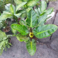 طراحی و اجرای فضای سبز