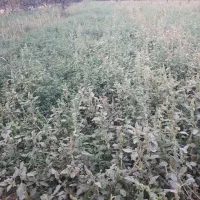 یونجه به صورت باغی