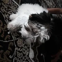 پسر خوشگل|سگ|یاسوج, |دیوار