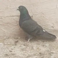 سرخ|پرنده|برخوار, |دیوار