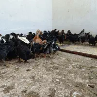 جوجه یک ماهه