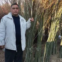 فروشنهالتضمینیدرنهالستانخورشید|خدمات باغبانی و درختکاری|سراب, |دیوار