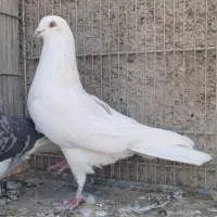 کفتر خارجی|پرنده|محمدشهر, جعفرآباد|دیوار