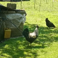 خروس جوان مرغ گیر