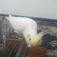 عروس مولدسوخنگو