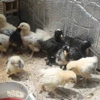 جوجه برهما اصیل