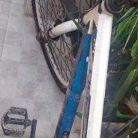 دوچرخه ۲۴ گالانت|دوچرخه، اسکیت، اسکوتر|ری, شهادت|دیوار