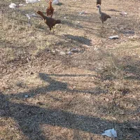 جوجه لاری شش ماهه